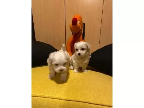 Maltipoo bebeklerimiz uygundur