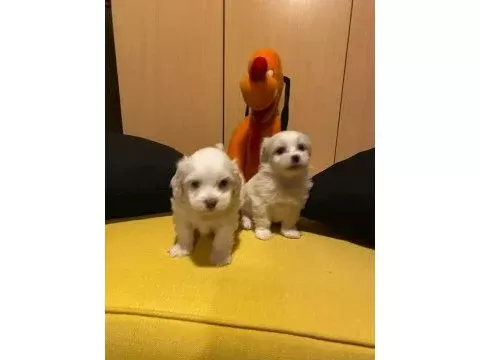 Maltipoo bebeklerimiz uygundur