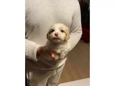 Minik maltipoo bebeklerimiz