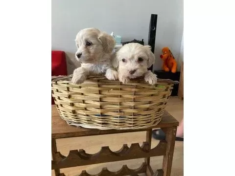 Minik maltipoo bebeklerimiz