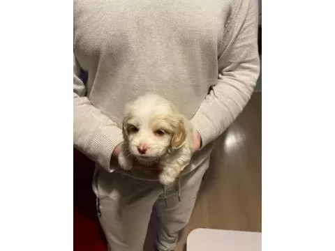 Minik maltipoo bebeklerimiz
