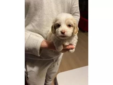 Minik maltipoo bebeklerimiz
