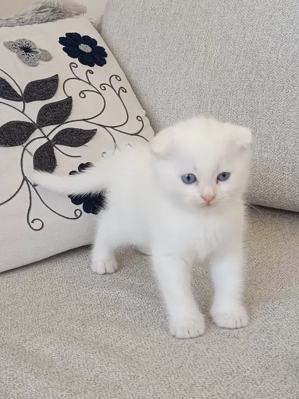Maviş bebeğime sıcak yuva arıyorum