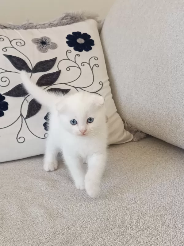 Maviş bebeğime sıcak yuva arıyorum