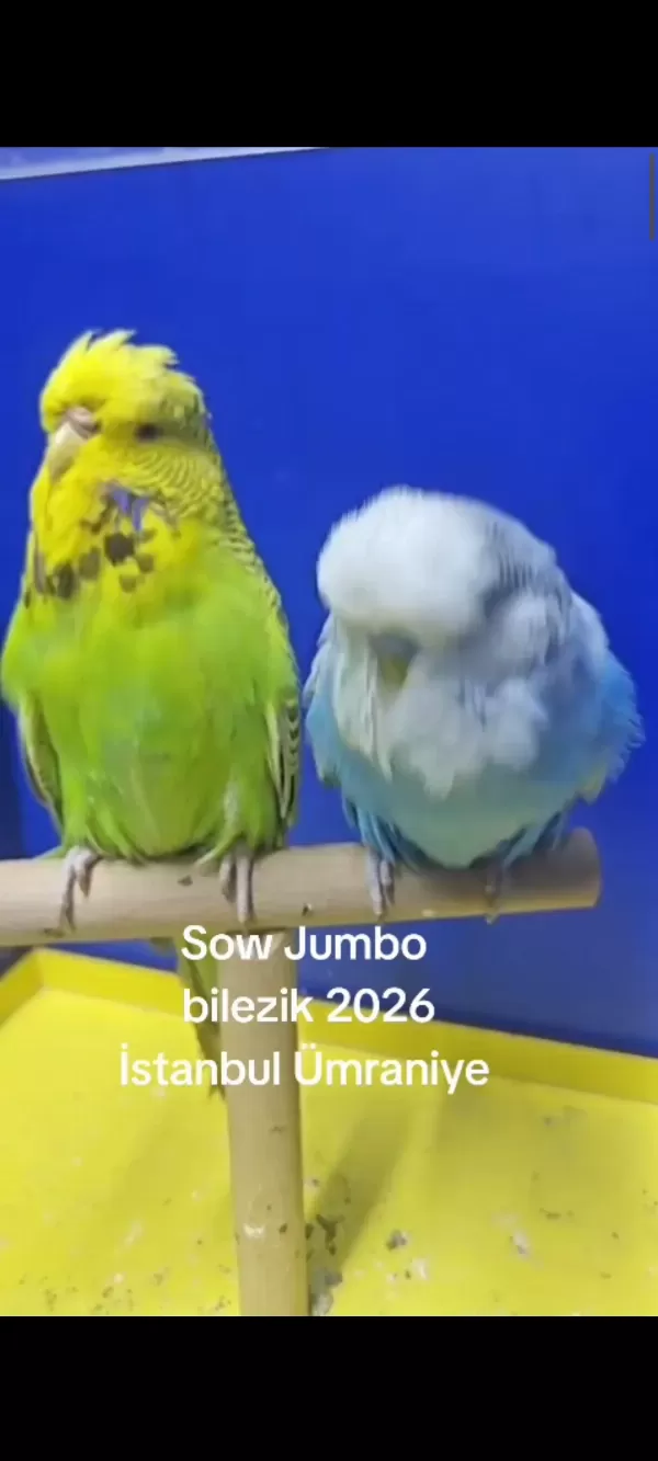 Üst düzey Sow yavrular