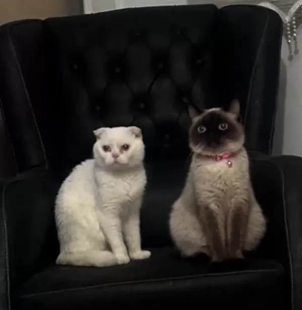Tatlı Siyam/Scottish Fold-İran Yavrularımıza Yeni Aileler Arıyoruz