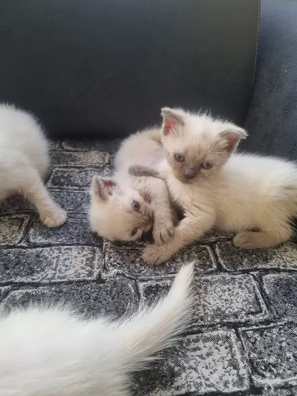 Tatlı Siyam/Scottish Fold-İran Yavrularımıza Yeni Aileler Arıyoruz