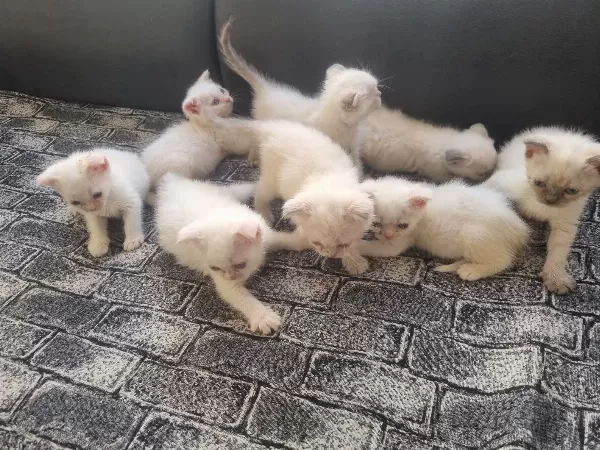 Tatlı Siyam/Scottish Fold-İran Yavrularımıza Yeni Aileler Arıyoruz