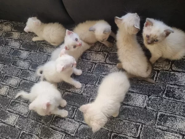 Tatlı Siyam/Scottish Fold-İran Yavrularımıza Yeni Aileler Arıyoruz