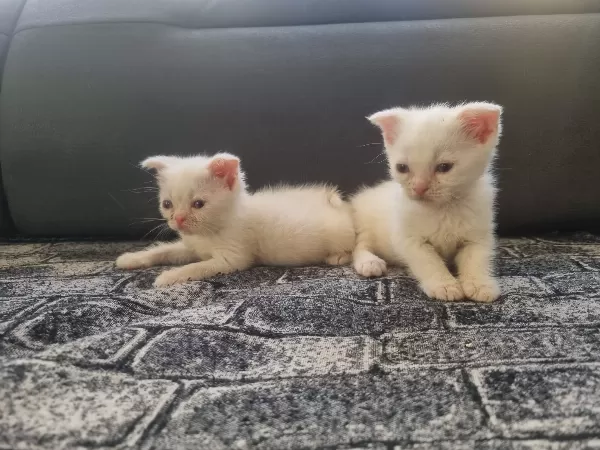 Tatlı Siyam/Scottish Fold-İran Yavrularımıza Yeni Aileler Arıyoruz
