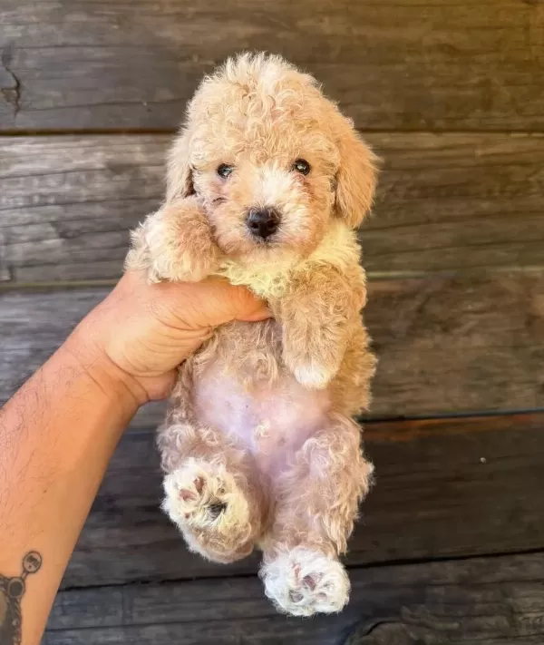Çift Renk Özel Kore Maltipoo Yavrular