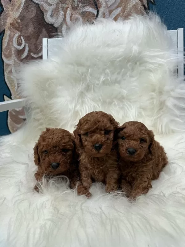 Anatomi Harikasi Poodle Bebeklerim