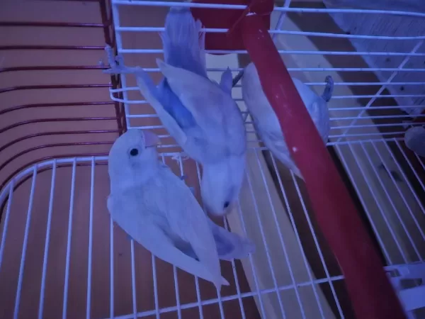 Harika Cennetin Papağanı