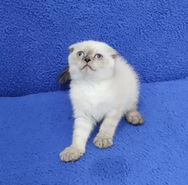 Teslime Hazir Mükemmel Bir Scottish Fold