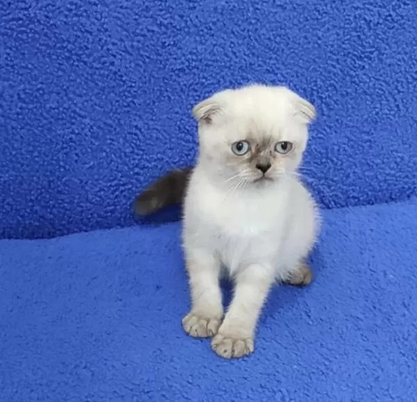Teslime Hazir Mükemmel Bir Scottish Fold