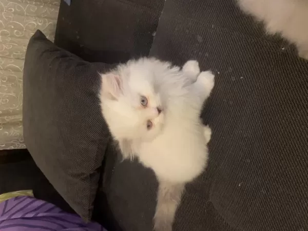 Chinchilla Yavru Kedimiz