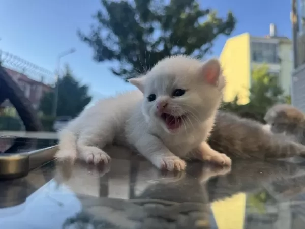 Kedilerimize Yuva Arıyoruz