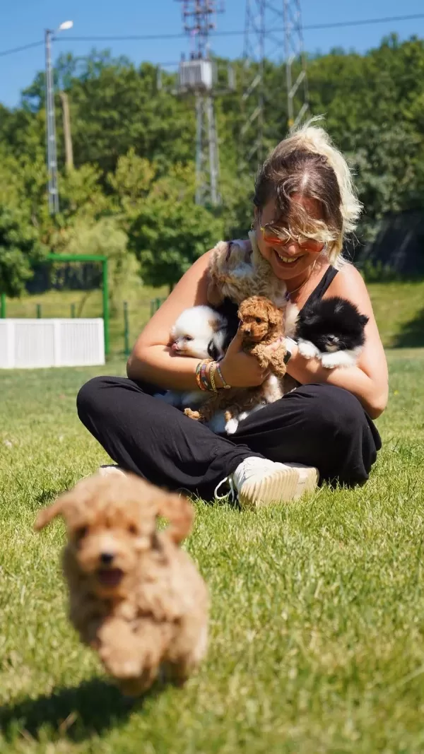 Tea Cup Maltipoo Yavrulari İstanbul