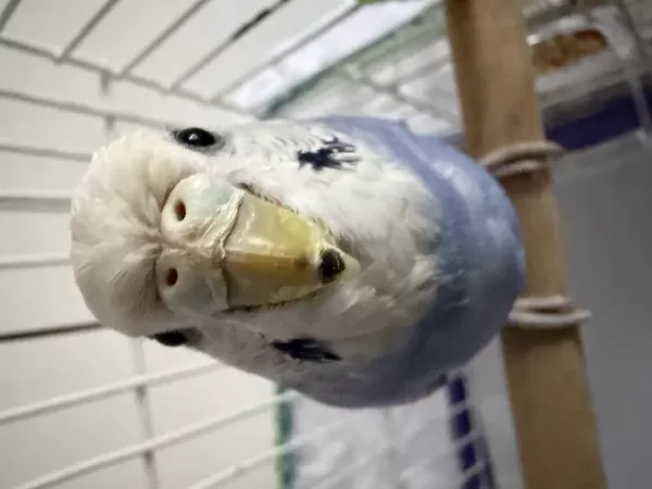 Erkek Bebek Muhabbet Kuşu