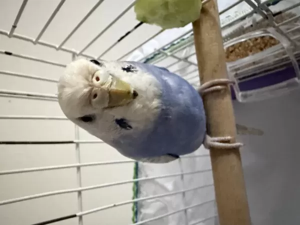 Erkek Bebek Muhabbet Kuşu