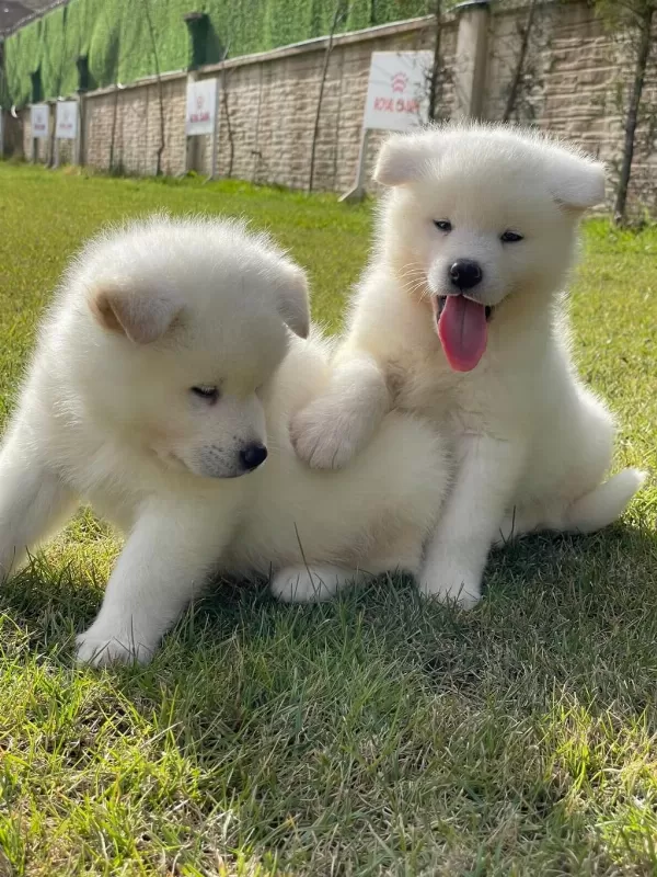 Beyaz Japon Akita İnu Yavrulari İstanbul