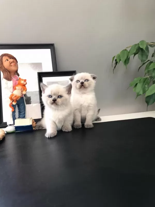 Akkuş Üretim Çiftliğinden Scottish Fold Yavrulari