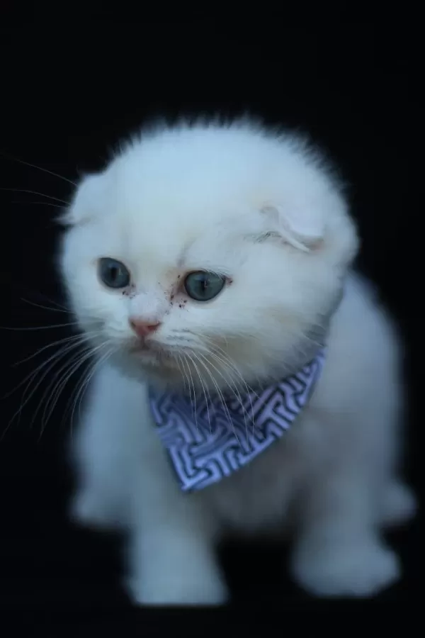 Akkuş Üretim Çiftliğinden Scottish Fold Yavrulari