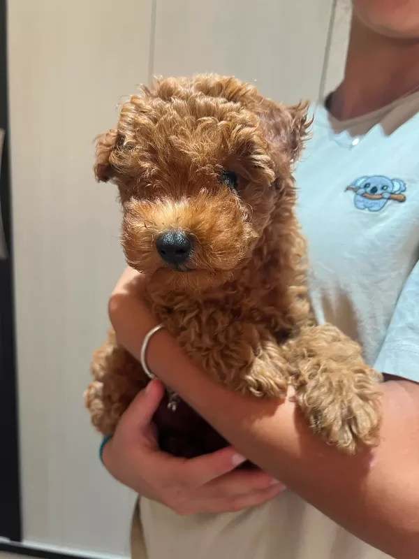 Sevgi dolu, oyuncu ve akıllı Toy Poodle!
