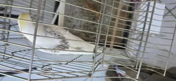 Güzel Sultan Papağanı