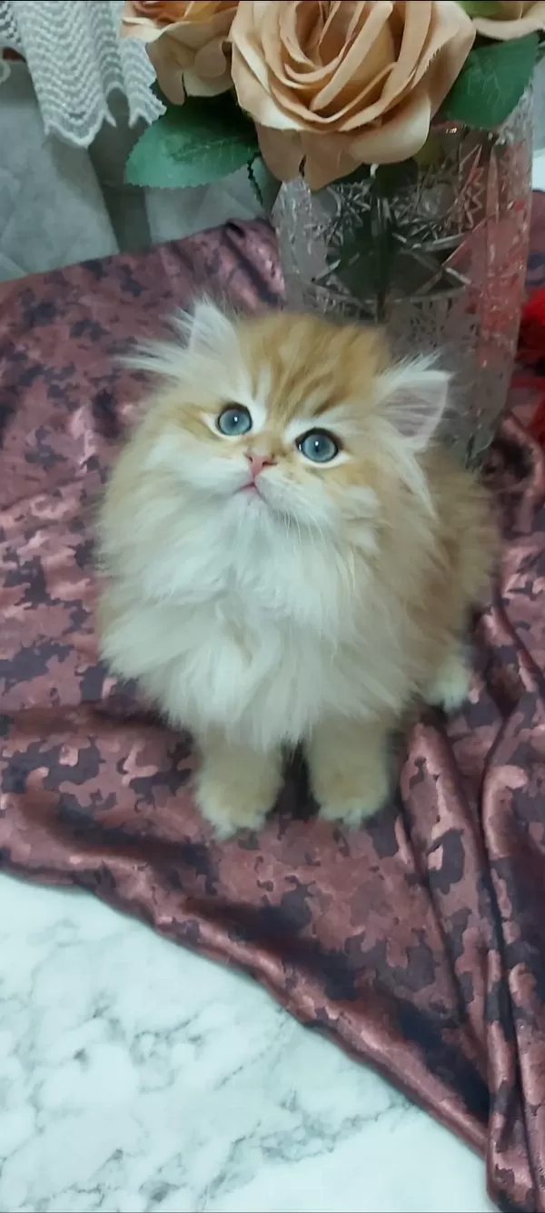 Safkan British Longhair Yavrular