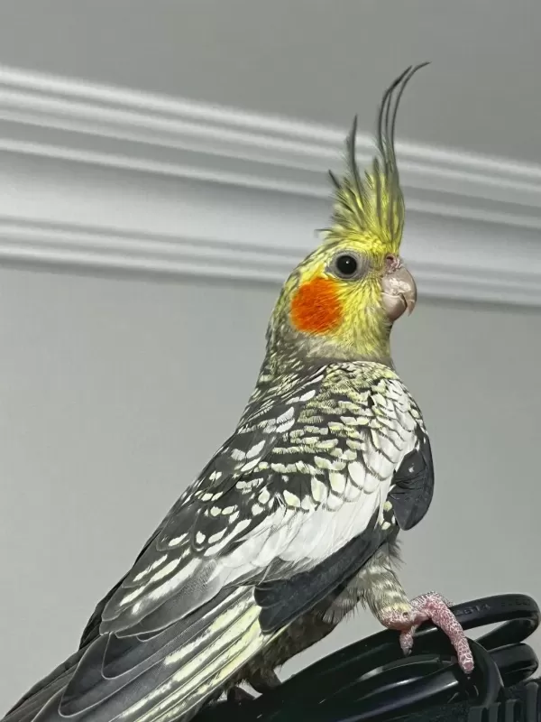 Erkek Pearl Evcil Yavru Sultan