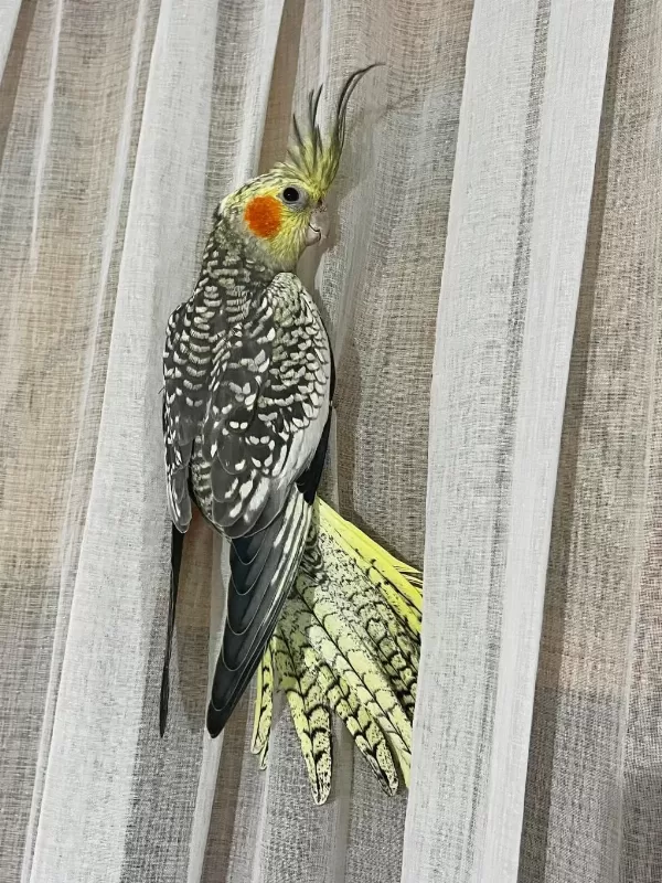 Erkek Pearl Evcil Yavru Sultan