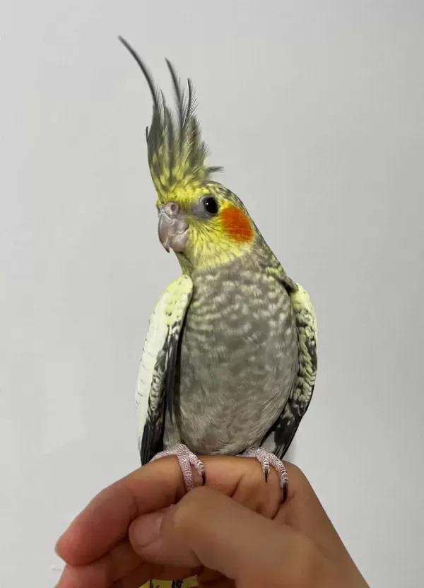 Erkek Pearl Evcil Yavru Sultan