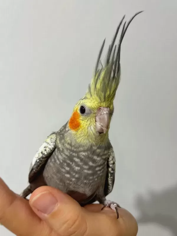 Erkek Pearl Evcil Yavru Sultan