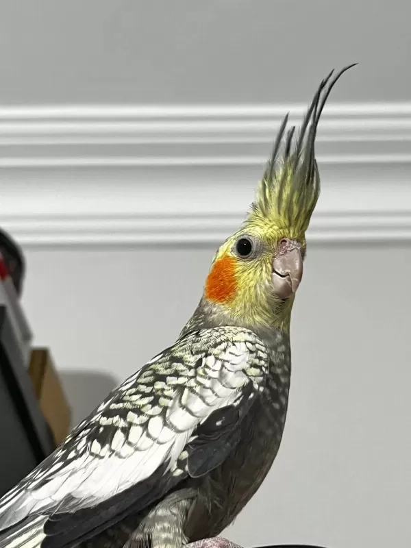 Erkek Pearl Evcil Yavru Sultan