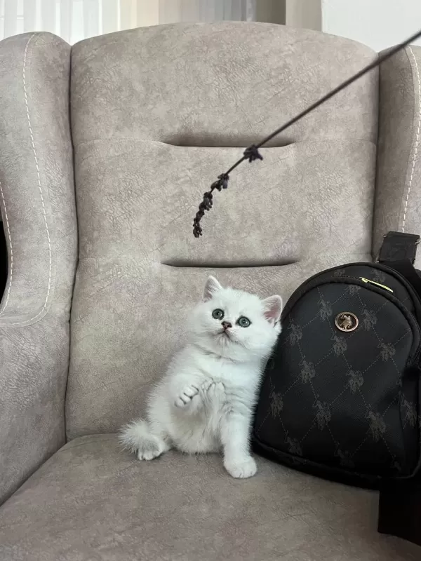 British Shorthair Dünya Tatlisi Yavrular