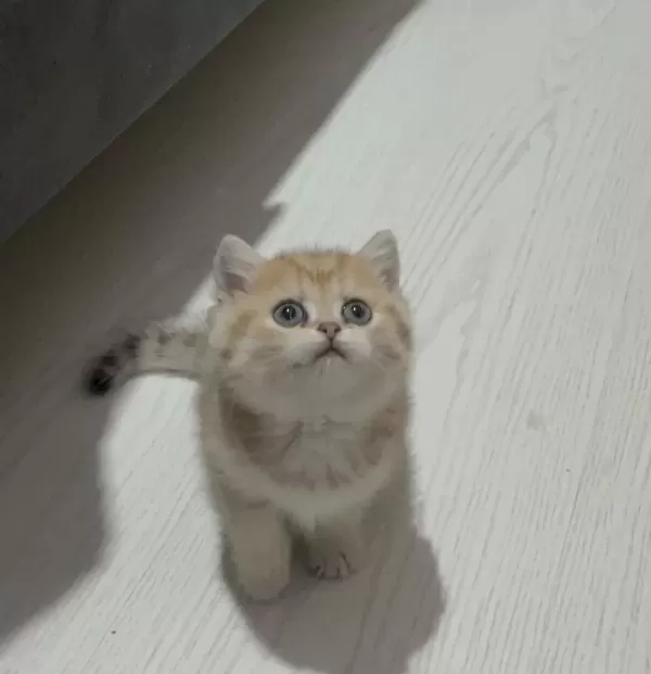 Dünya Tatlisi Golden Ve Point Yavru Kediler