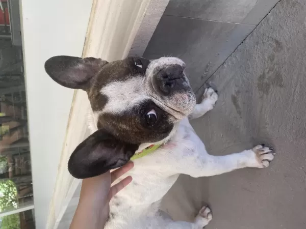 Doby Fransız Bulldog Kızıma Eş Arıyoruz