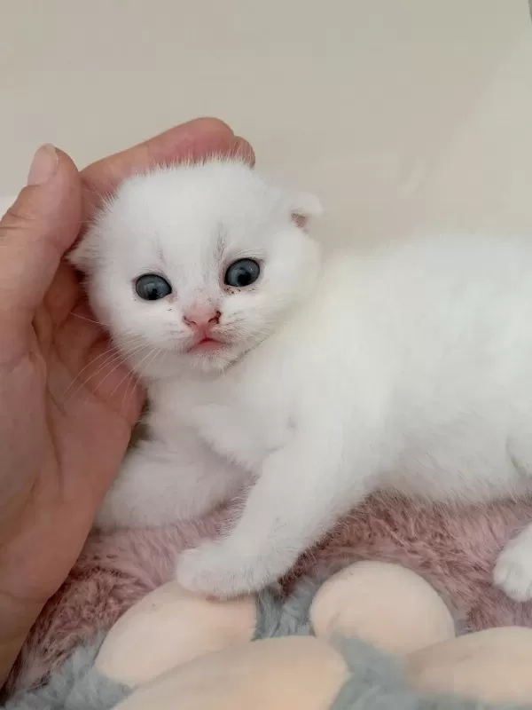 Sağlıklı Beyaz Scottish Fold