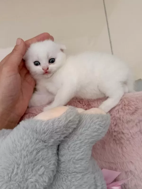 Sağlıklı Beyaz Scottish Fold