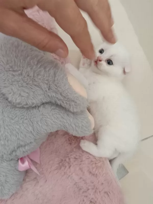 Sağlıklı Beyaz Scottish Fold