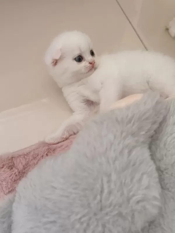 Sağlıklı Beyaz Scottish Fold