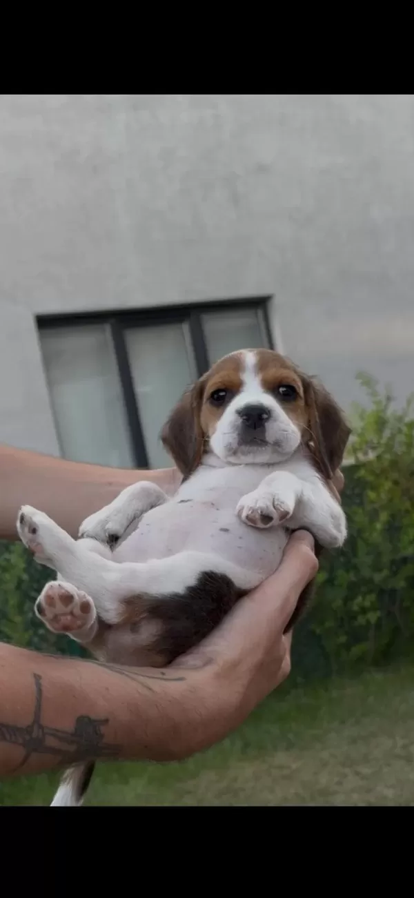 Harika Beagle Yavrumuz