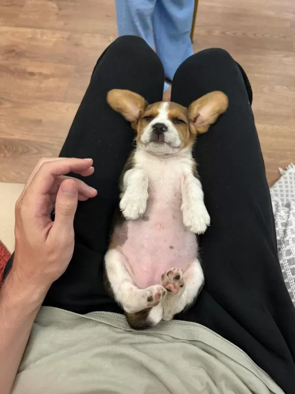 Harika Beagle Yavrumuz