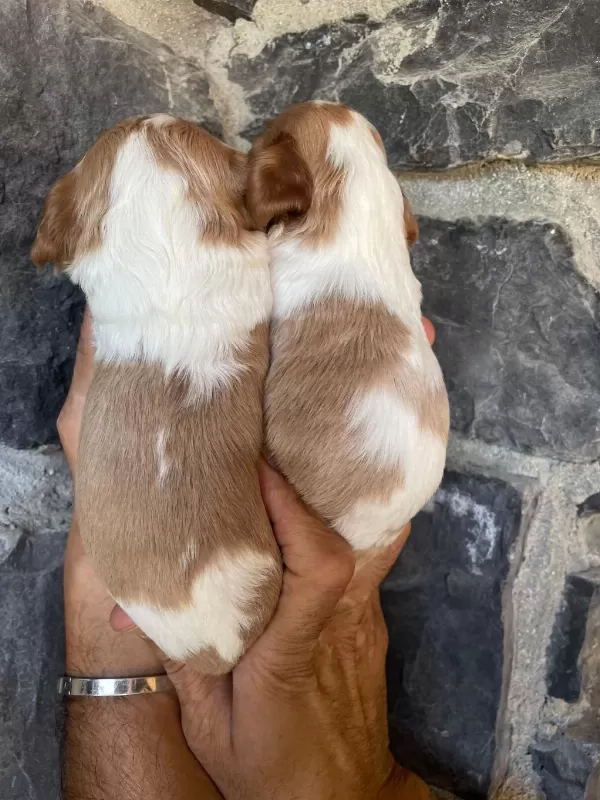 Cavalier King Charles Köpeğimiz