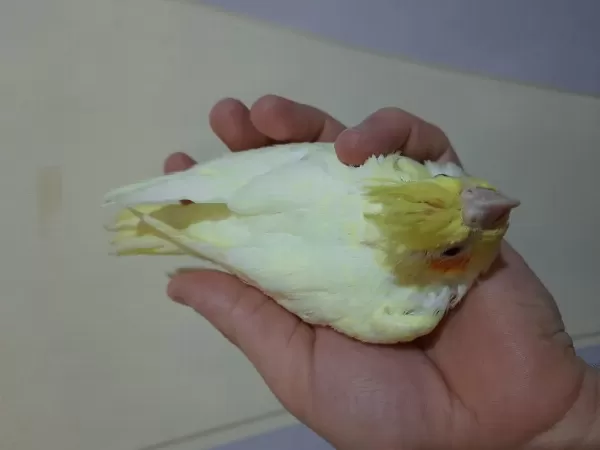 Yavru Sultan Papağanlar