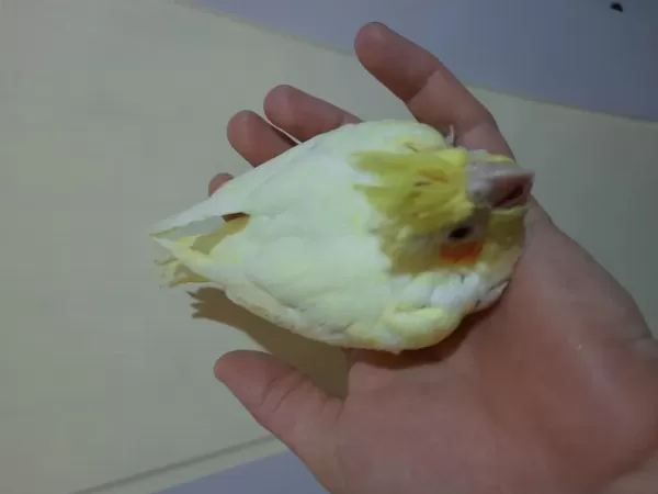 Yavru Sultan Papağanlar