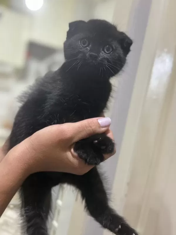 15 Haziran Doğumlu Son Kalan 2 Scottish Fold