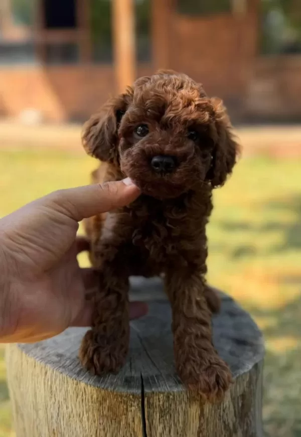 Seçkin Kan Hattından Toy Poodle Yavruları
