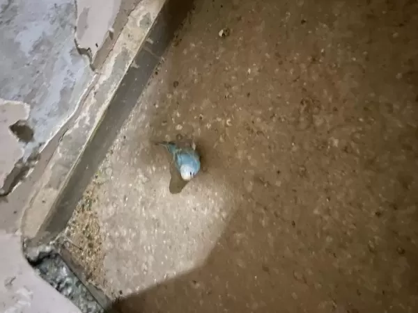 3 Aylık Dişi Rainbow Muhabbet Kuşu Üreticiden Dileyene Uçar